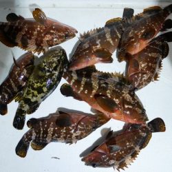 TOPGUN名古屋 釣果