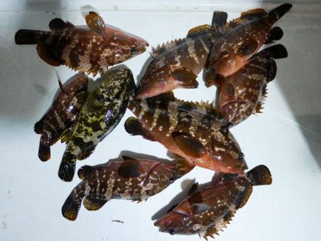 TOPGUN名古屋 釣果