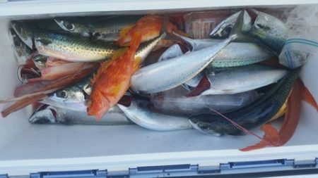 第五慶門丸 釣果