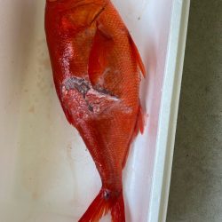 番匠高宮丸 釣果