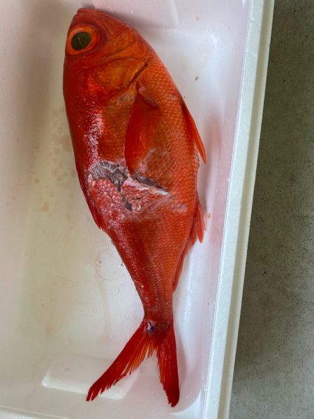 番匠高宮丸 釣果