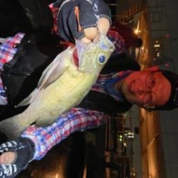 シーマジカル 釣果