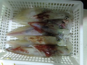 兼六丸 釣果