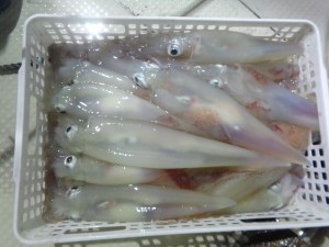兼六丸 釣果