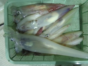 兼六丸 釣果
