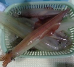 兼六丸 釣果