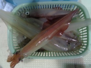 兼六丸 釣果