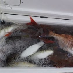 千秀丸 釣果