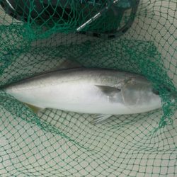 HARUKA丸 はるかまる 釣果