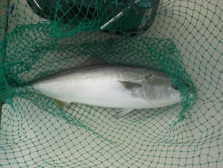 HARUKA丸 はるかまる 釣果