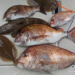 HARUKA丸 はるかまる 釣果