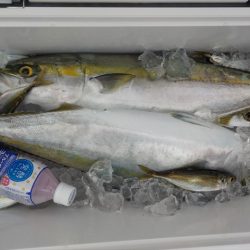 HARUKA丸 はるかまる 釣果