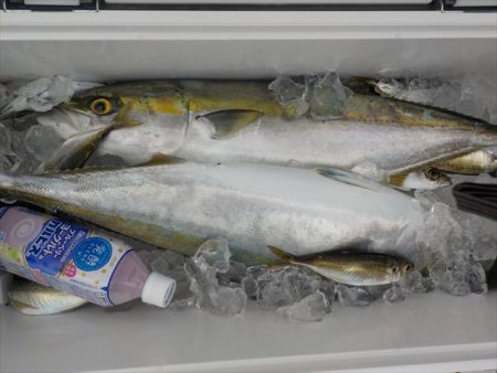 HARUKA丸 はるかまる 釣果