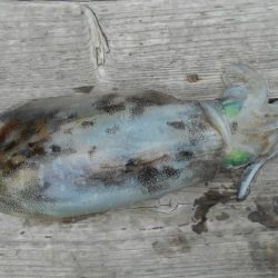 こかわ渡船 雅丸 釣果