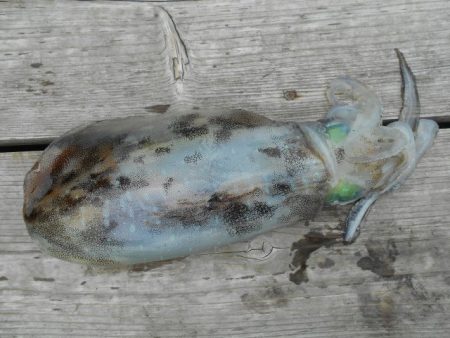 こかわ渡船　雅丸 釣果