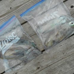 こかわ渡船 雅丸 釣果