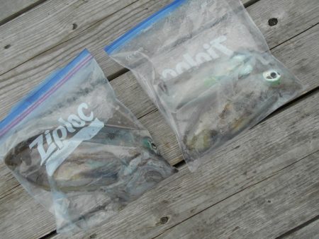 こかわ渡船 雅丸 釣果