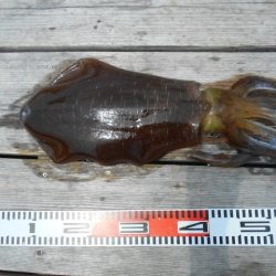 こかわ渡船　雅丸 釣果