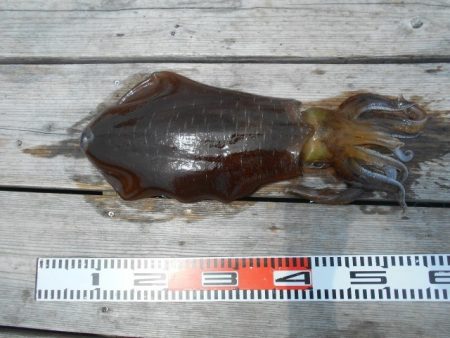 こかわ渡船　雅丸 釣果