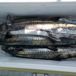 HARUKA丸 はるかまる 釣果