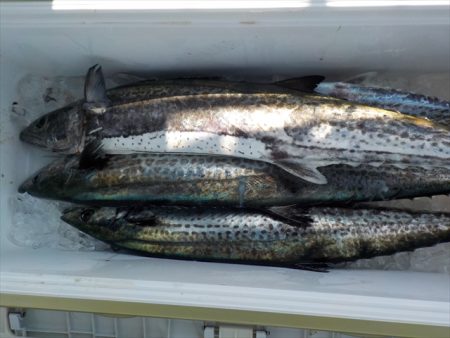 HARUKA丸 はるかまる 釣果