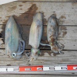 こかわ渡船　雅丸 釣果