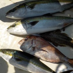 HARUKA丸 はるかまる 釣果