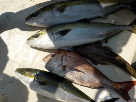 HARUKA丸 はるかまる 釣果