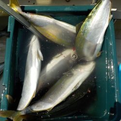 HARUKA丸 はるかまる 釣果