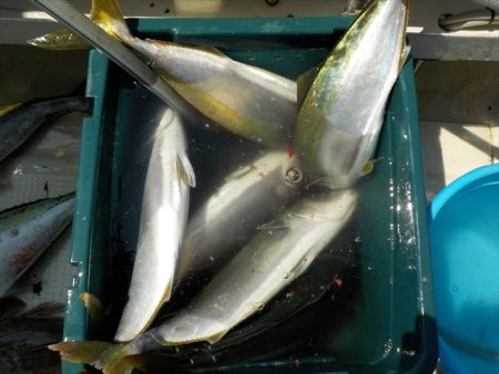 HARUKA丸 はるかまる 釣果