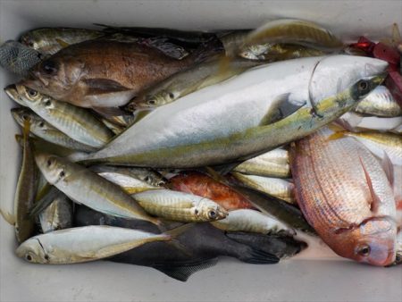 ＨＡＲＵＫＡ丸　はるかまる 釣果