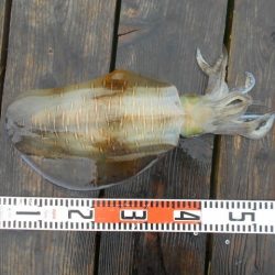 こかわ渡船　雅丸 釣果