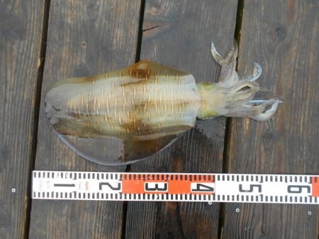 こかわ渡船　雅丸 釣果