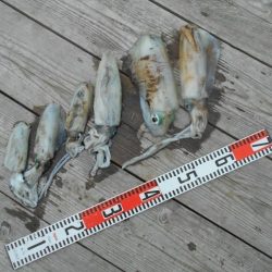 こかわ渡船　雅丸 釣果