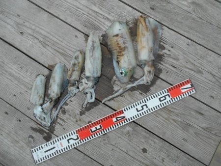 こかわ渡船　雅丸 釣果