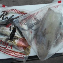 こかわ渡船　雅丸 釣果