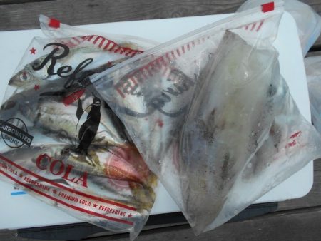 こかわ渡船　雅丸 釣果