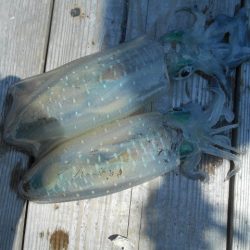 こかわ渡船　雅丸 釣果