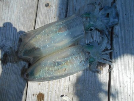 こかわ渡船　雅丸 釣果