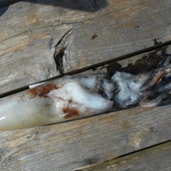 こかわ渡船　雅丸 釣果