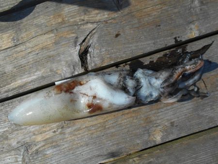 こかわ渡船　雅丸 釣果