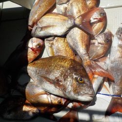 HARUKA丸 はるかまる 釣果