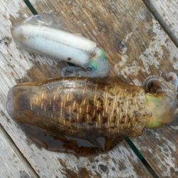 こかわ渡船　雅丸 釣果