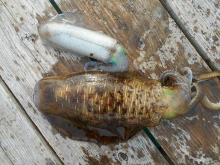 こかわ渡船　雅丸 釣果