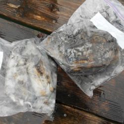 こかわ渡船　雅丸 釣果