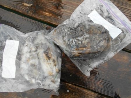 こかわ渡船　雅丸 釣果