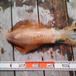 こかわ渡船　雅丸 釣果