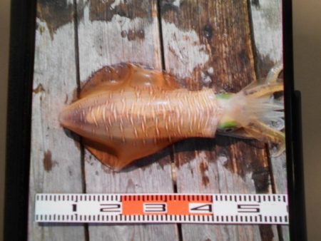 こかわ渡船　雅丸 釣果