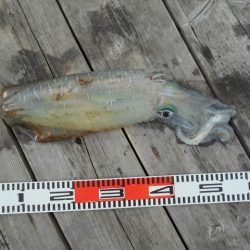 こかわ渡船　雅丸 釣果