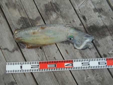 こかわ渡船　雅丸 釣果